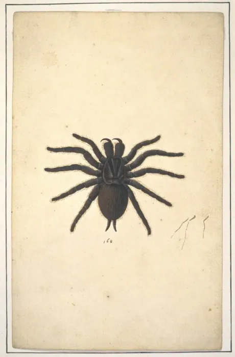 Framed Print : English spiders Framed Print : English spiders