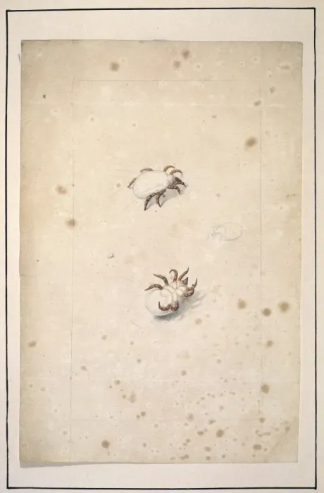 Framed Print : English spiders Framed Print : English spiders