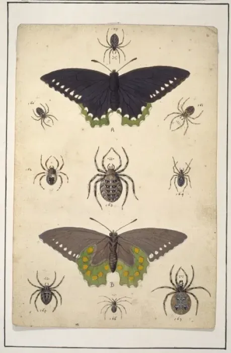 Framed Print : English spiders with butterflies