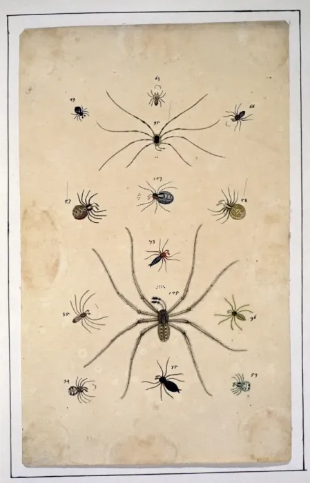 Framed Print : English spiders by Eleazar Albin Framed Print : English spiders by Eleazar Albin