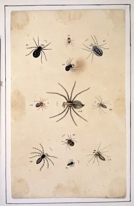 Framed Print : English spiders by Eleazar Albin Framed Print : English spiders by Eleazar Albin