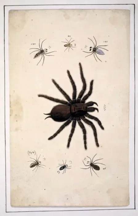 Framed Print : English spiders by Eleazar Albin Framed Print : English spiders by Eleazar Albin