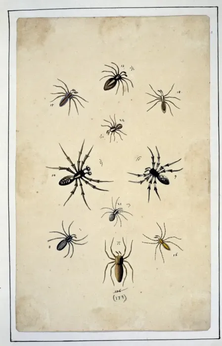 Framed Print : English spiders by Eleazar Albin Framed Print : English spiders by Eleazar Albin