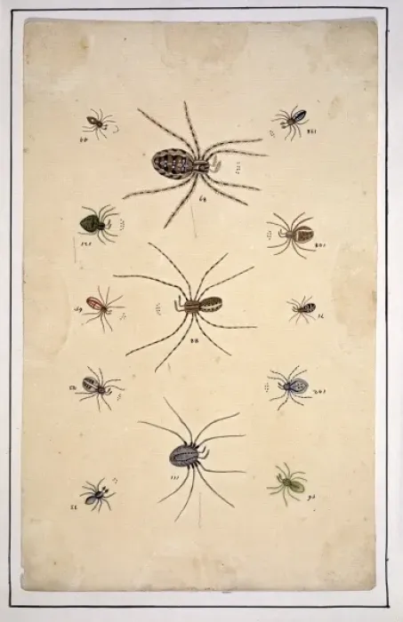 Framed Print : English spiders by Eleazar Albin Framed Print : English spiders by Eleazar Albin