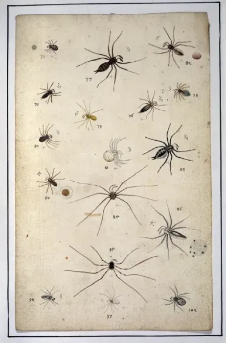 Framed Print : English spiders by Eleazar Albin Framed Print : English spiders by Eleazar Albin