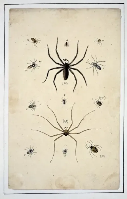 Framed Print : English spiders by Eleazar Albin Framed Print : English spiders by Eleazar Albin