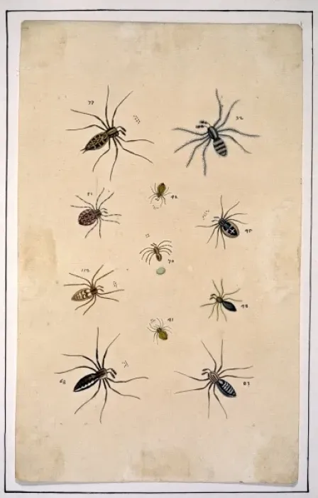 Framed Print : English spiders by Eleazar Albin Framed Print : English spiders by Eleazar Albin