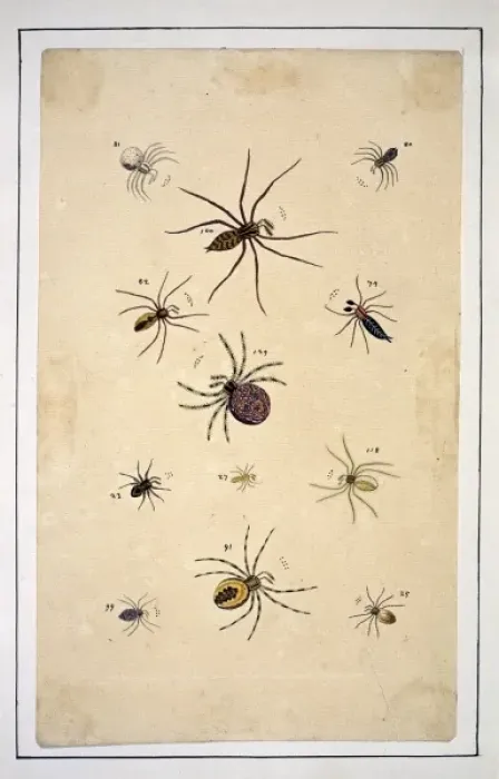Framed Print : English spiders by Eleazar Albin Framed Print : English spiders by Eleazar Albin