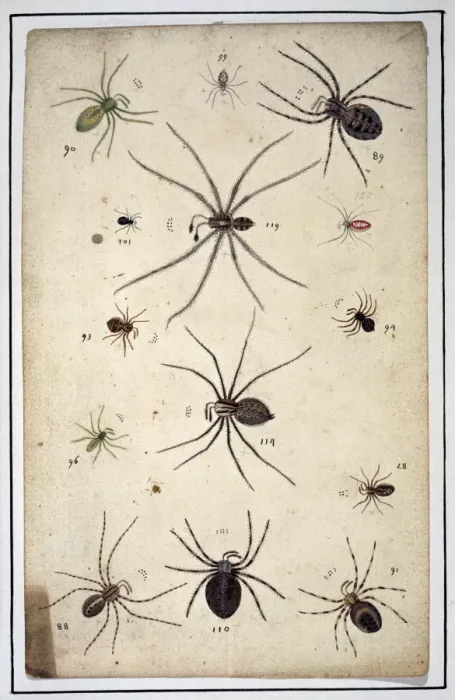 Framed Print : English spiders by Eleazar Albin Framed Print : English spiders by Eleazar Albin