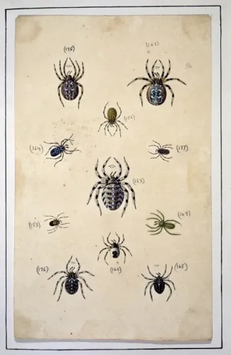 Framed Print : English spiders by Eleazar Albin Framed Print : English spiders by Eleazar Albin