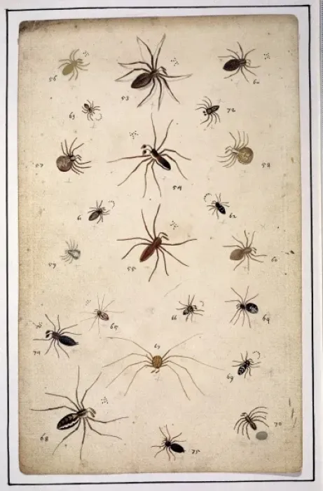 Framed Print : English spiders by Eleazar Albin Framed Print : English spiders by Eleazar Albin