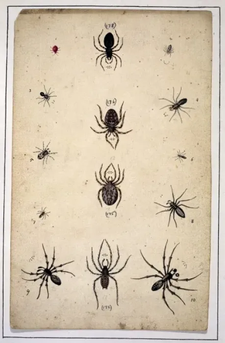 Framed Print : English spiders by Eleazar Albin Framed Print : English spiders by Eleazar Albin