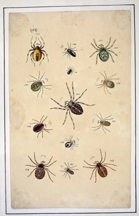 Framed Print : English spiders by Eleazar Albin Framed Print : English spiders by Eleazar Albin
