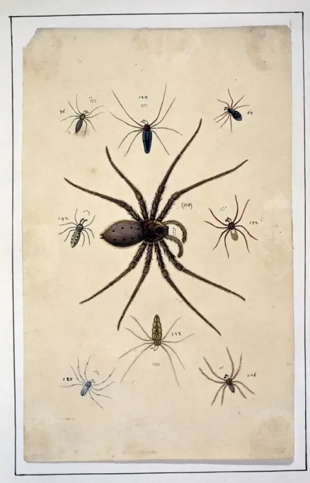Framed Print : English spiders by Eleazar Albin Framed Print : English spiders by Eleazar Albin