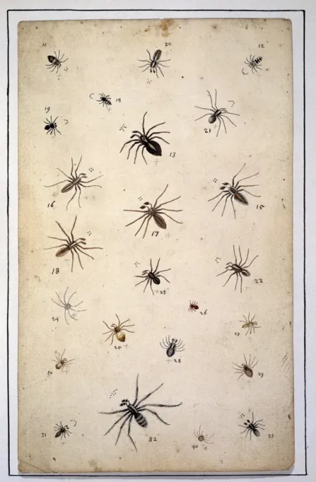 Framed Print : English spiders by Eleazar Albin Framed Print : English spiders by Eleazar Albin