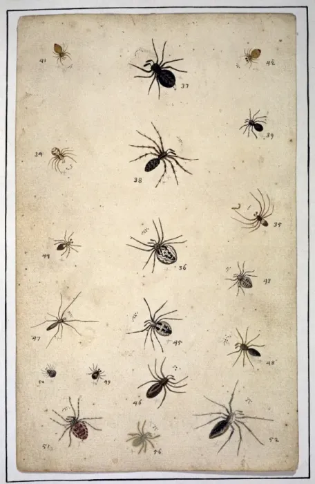 Framed Print : English spiders by Eleazar Albin Framed Print : English spiders by Eleazar Albin
