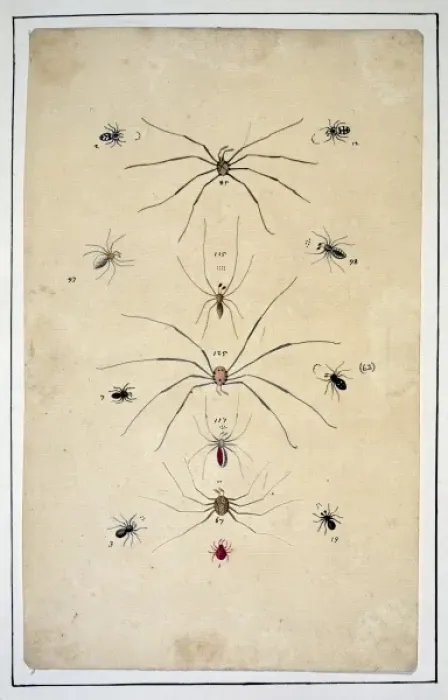 Framed Print : English spiders by Eleazar Albin Framed Print : English spiders by Eleazar Albin