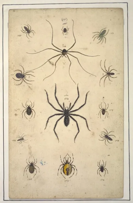 Framed Print : English spiders by Eleazar Albin Framed Print : English spiders by Eleazar Albin