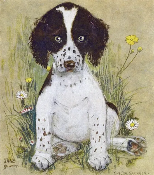 Framed Print : English Springer Spaniel by Muriel Dawson Framed Print : English Springer Spaniel by Muriel Dawson