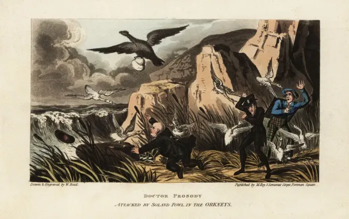 Framed Print : English tourists attacked by Northern gannets in the Orkneys Framed Print : English tourists attacked by Northern gannets in the Orkneys