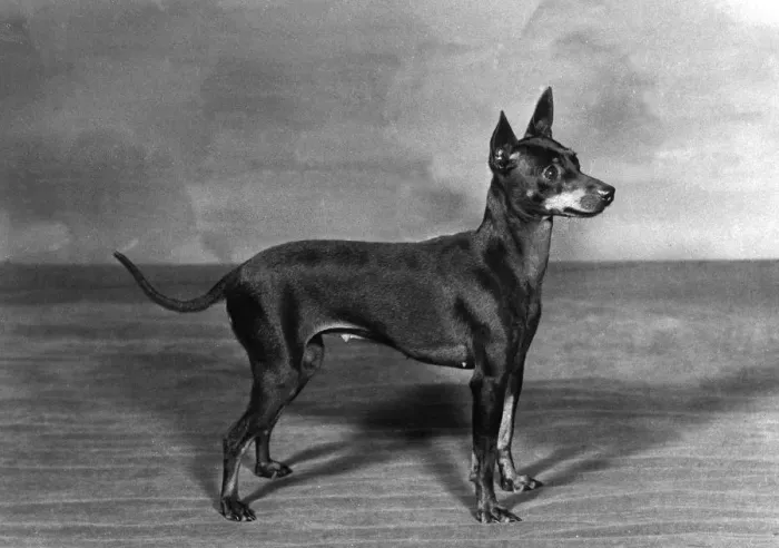 Framed Print : English Toy Terrier - Fall Framed Print : English Toy Terrier - Fall
