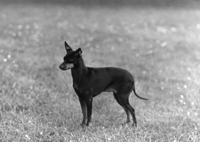 Framed Print : English Toy Terrier - Fall Framed Print : English Toy Terrier - Fall