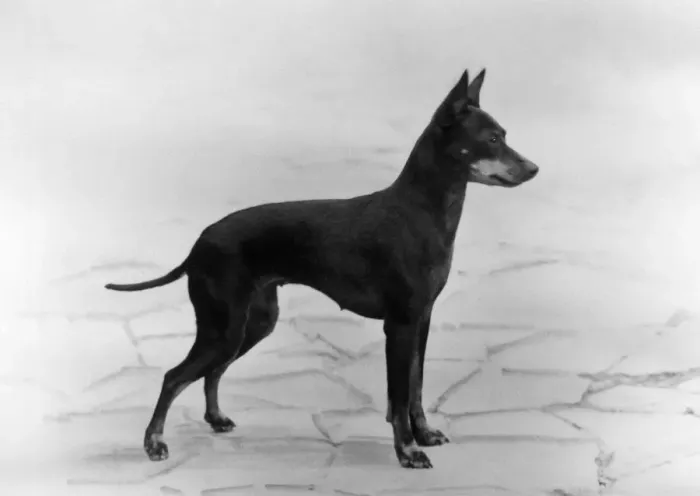 Framed Print : English Toy Terrier - Fall Framed Print : English Toy Terrier - Fall