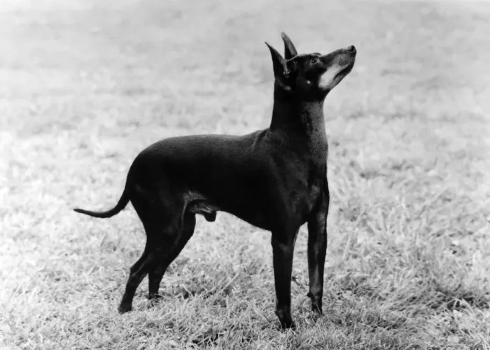 Framed Print : English Toy Terrier - Fall Framed Print : English Toy Terrier - Fall