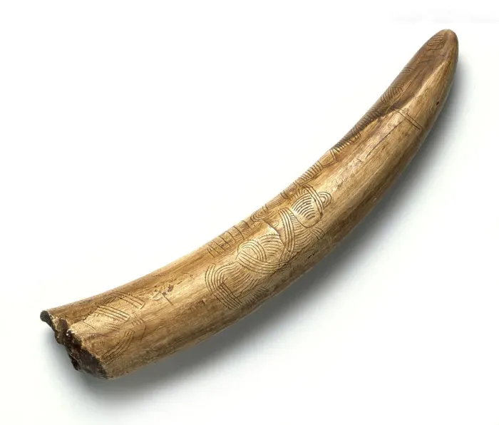 Framed Print : Engraved mammoth tusk Framed Print : Engraved mammoth tusk