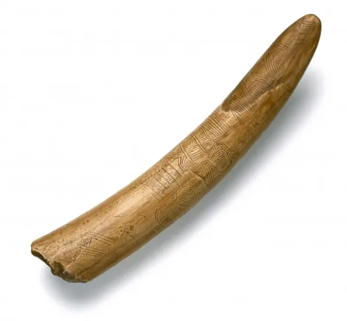 Framed Print : Engraved mammoth tusk Framed Print : Engraved mammoth tusk