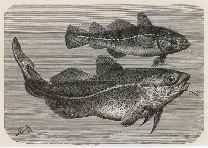 Framed Print : Engraving of a Cod / 1895 Framed Print : Engraving of a Cod / 1895