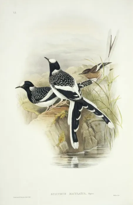 Framed Print : Enicurus maculatus, spotted forktail Framed Print : Enicurus maculatus, spotted forktail