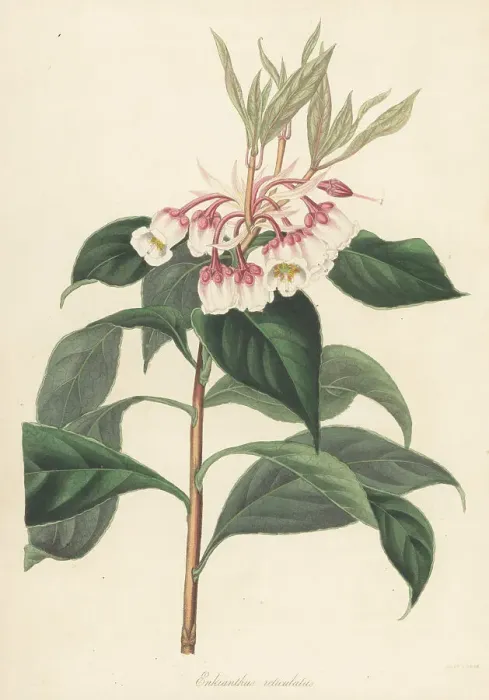 Framed Print : Enkianthus quinqueflorus Framed Print : Enkianthus quinqueflorus