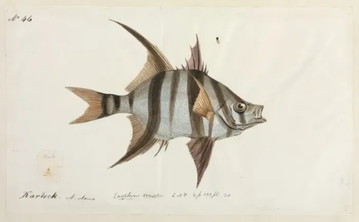 Framed Print : Enoplosus armatus Framed Print : Enoplosus armatus