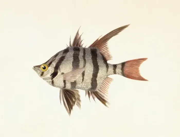 Framed Print : Enoplosus armatus, old wife Framed Print : Enoplosus armatus, old wife