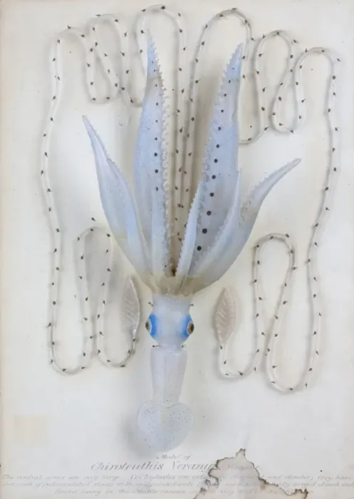 Framed Print : Enoploteuthis veranii, squid Framed Print : Enoploteuthis veranii, squid