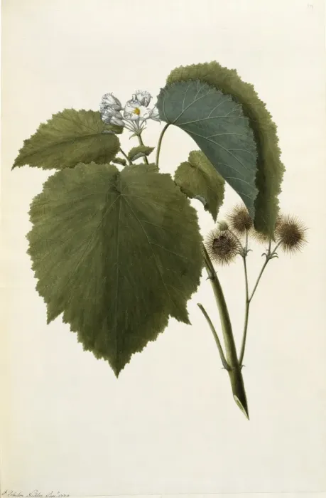 Framed Print : Entelea arborescens, whau tree Framed Print : Entelea arborescens, whau tree