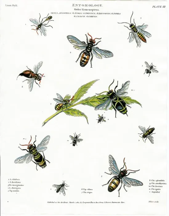 Framed Print : Entomol0Gy - Flies Framed Print : Entomol0Gy - Flies