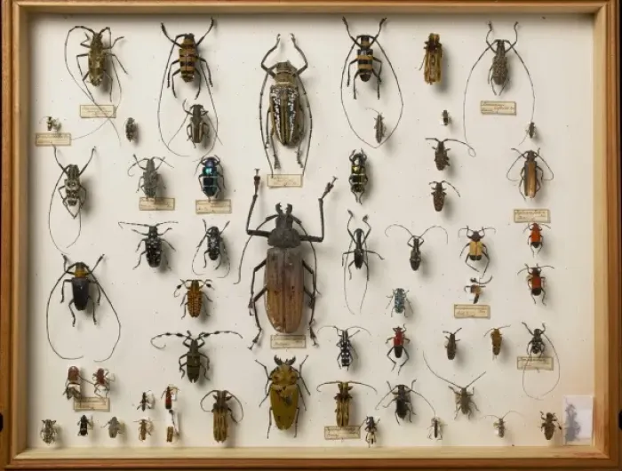 Framed Print : Entomological Specimens Framed Print : Entomological Specimens