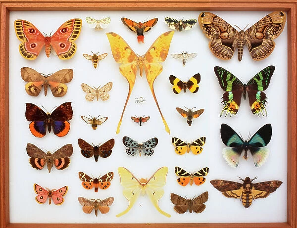 Entomological specimens of Lepidoptera