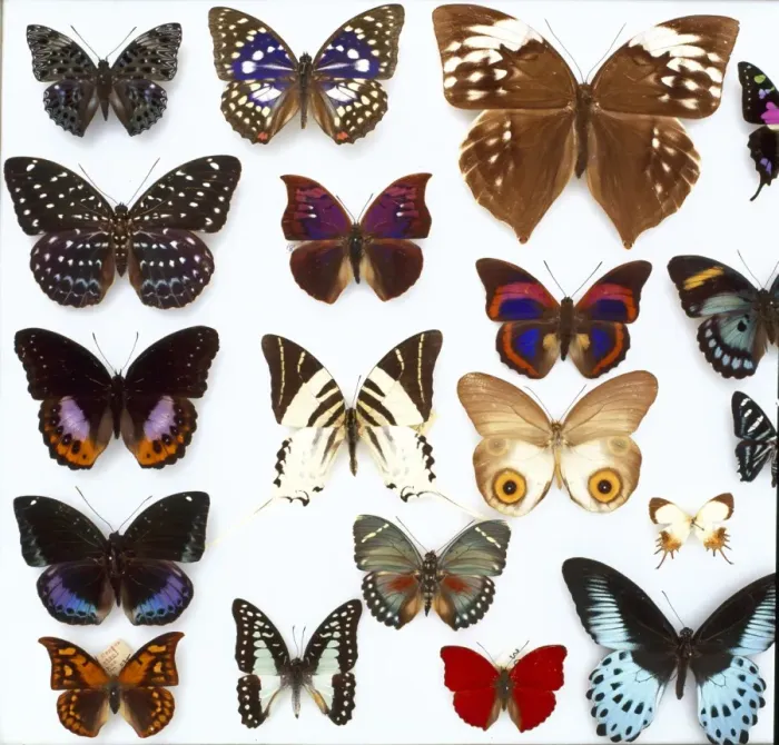 Framed Print : Entomological specimens of Lepidoptera Framed Print : Entomological specimens of Lepidoptera
