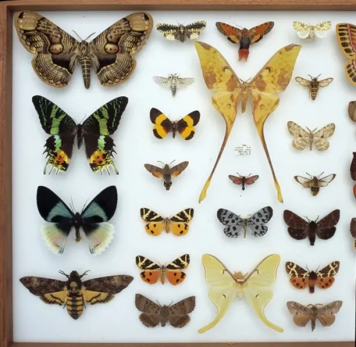 Framed Print : Entomological specimens of Lepidoptera Framed Print : Entomological specimens of Lepidoptera