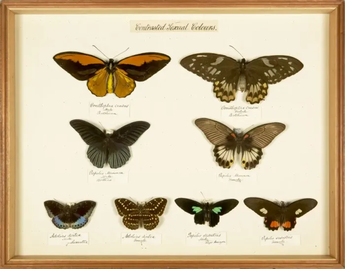 Framed Print : Entomological Specimens from the Wallace Collection Framed Print : Entomological Specimens from the Wallace Collection