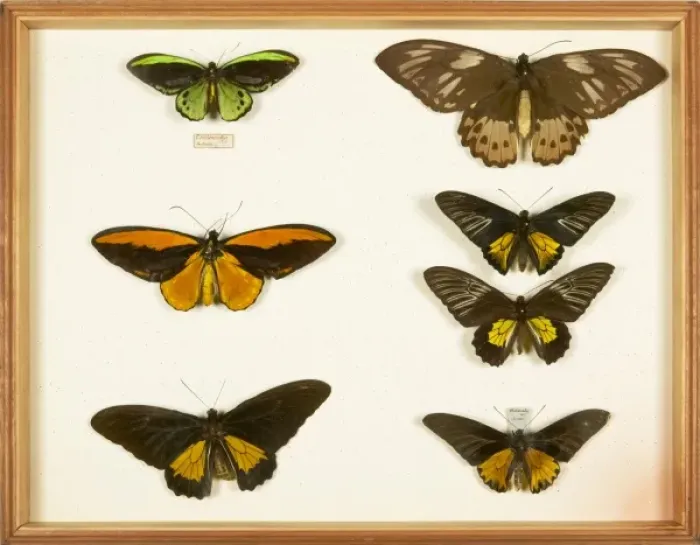 Framed Print : Entomological Specimens from the Wallace Collection Framed Print : Entomological Specimens from the Wallace Collection