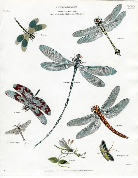 Framed Print : Entomology - Dragonflies Framed Print : Entomology - Dragonflies