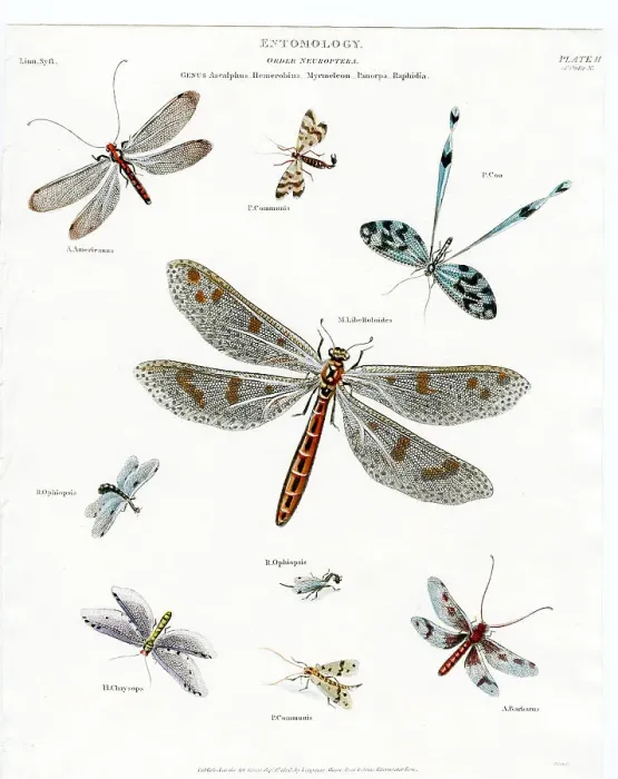 Framed Print : Entomology - Dragonflies Framed Print : Entomology - Dragonflies