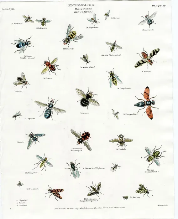 Framed Print : Entomology - Flies Framed Print : Entomology - Flies