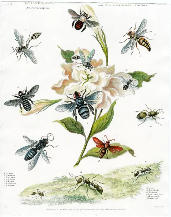 Framed Print : Entomology - Flies Framed Print : Entomology - Flies