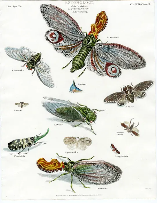 Framed Print : Entomology - Moths Framed Print : Entomology - Moths