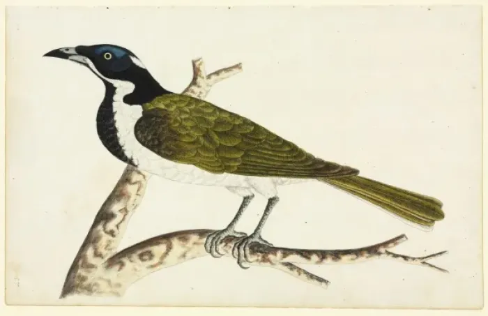 Framed Print : Entomyzon cyanotis, blue-faced honeyeater Framed Print : Entomyzon cyanotis, blue-faced honeyeater
